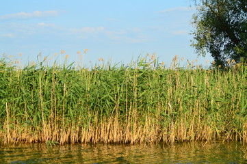 Fototapeta na wymiar reeds on the shoreline