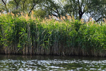 reeds on the shoreline