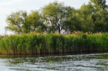 reeds on the shoreline