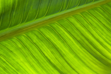 Abstract green leaf texture for background