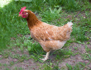 brown chicken on green grass
