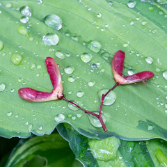 Rote Ahornsamen sind auf Blatt gelandet