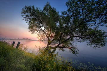 Fototapeta na wymiar Dawn Tree on the Dubna river
