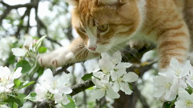Сute ginger tabby cat on blossoming apple tree in garden. Nature in spring season.