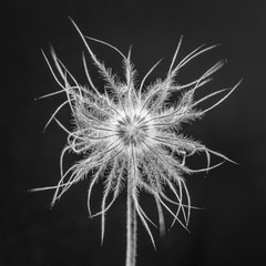 Samenfäden einer Blume kunstvoll in schwarzweiss