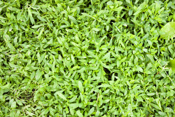 Green grass background texture .top view.