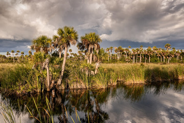 Everglades Palm Forest 01