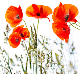 flowering poppies and grass in detail 