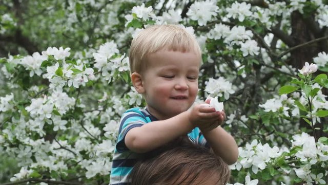 Happy little child on his fathers shoulders throws up white flower petals on blossoming apple tree background in the garden. 
