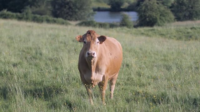 Une vache de race limousine dans un pr&eacute; 