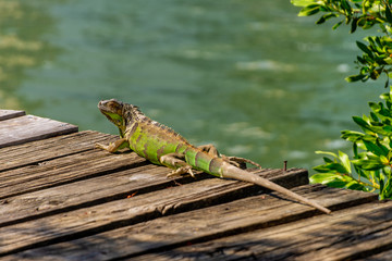 An iguana sunbathing at Miami, Florida, USA