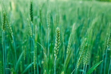 green wheat field summer time