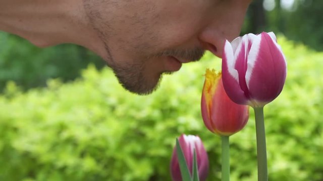 Close up bearded caucasian man sniffs tulip flower in the garden. Natural instincts. Sensitivity to nature.