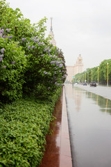 City of Moscow, view of the University of Lomonosov, mga, flowering gardens and lilac, rain in Moscow