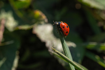 ladybug
