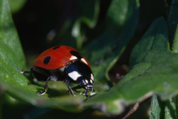 ladybug