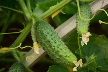 fresh cucumbers in a greenhouse