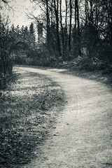 Obraz premium scenic empty pathway leading through forest