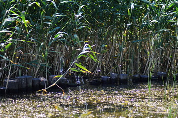 reeds on the shoreline