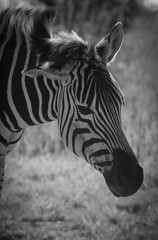 Fototapeta na wymiar Wild Zebra Calf
