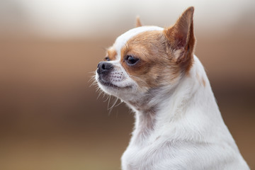 A young brown with white Chihuahua