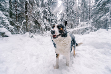 Funny dog in snowy forest.