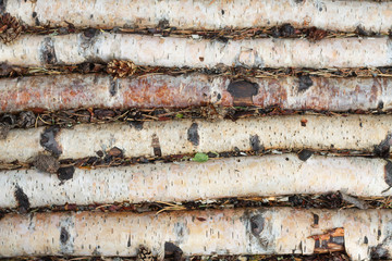 Densely laid out birch logs lie on the earth.