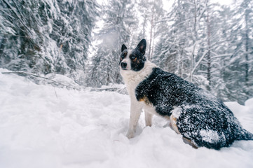 Funny dog in snowy forest.