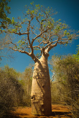 Landscape with Adansonia rubrostipa aka fony baobab tree in Reniala reserve , Toliara, Madagascar