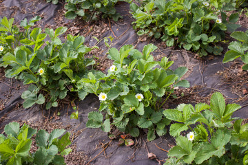 Strawberry plant. Wild stawberry bushes. Blossoming of strawberry. Strawberries in growth at garden
