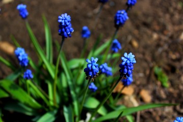 Fototapeta premium Blue flowers