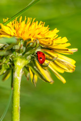 A small, bright, red ladybug with beautiful black spots crawling on a yellow dandelion flower