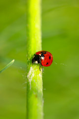 In the green grass a small, bright, red ladybug with beautiful black spots is crawling along the stem of a plant.
