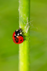 In the green grass a small, bright, red ladybug with beautiful black spots is crawling along the stem of a plant.