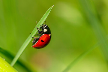 In the green grass a small, bright, red ladybug with beautiful black spots is crawling along the stem of a plant.