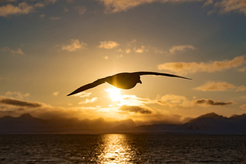 flying into the sunset