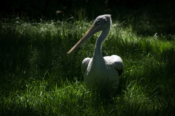 Pelicano escondido en la hierba