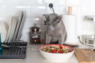 Funny kitten eating salad at kitchen