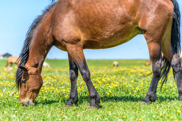 A lone horse grazes in a field of dandelions against the sky.