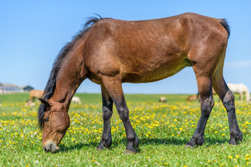 Obraz premium A lone horse grazes in a field of dandelions against the sky.
