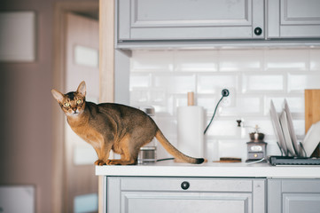 Lovely kitten at kitchen. Abyssinian cat in home interior