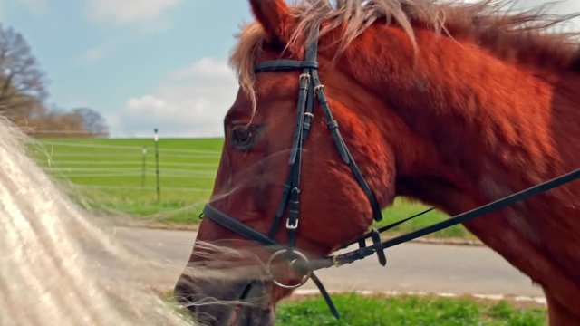 Pferde reiten 