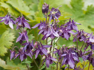 Aquilegia vulgaris - Ancolies communes ou ancolies des jardins de forme mauve-pourpre 
