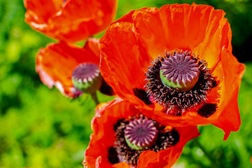 Close up of beautiful red blooming poppies in a field.
