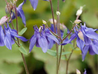 Aquilegia vulgaris - Ancolies communes ou ancolies des jardins de forme bleue