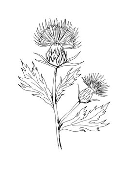  Milk thistle with flowers and leaves. Hand drawn illustration. Sketching. Medical herb