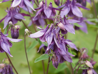 Aquilegia vulgaris - Ancolies communes ou ancolies des jardins de forme mauve-pourpre