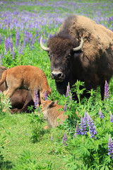 Large bison on field with colored grass © Николай Григорьев