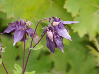 Aquilegia vulgaris - Ancolies communes ou ancolies des jardins de forme mauve-pourpre 