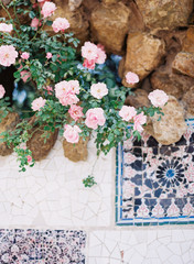 Roses in Park Guell in Barcelona